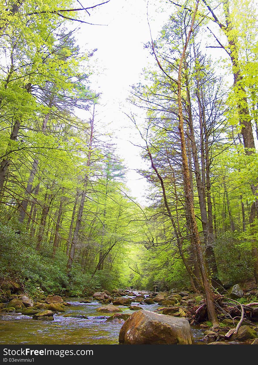 Creek With Trees