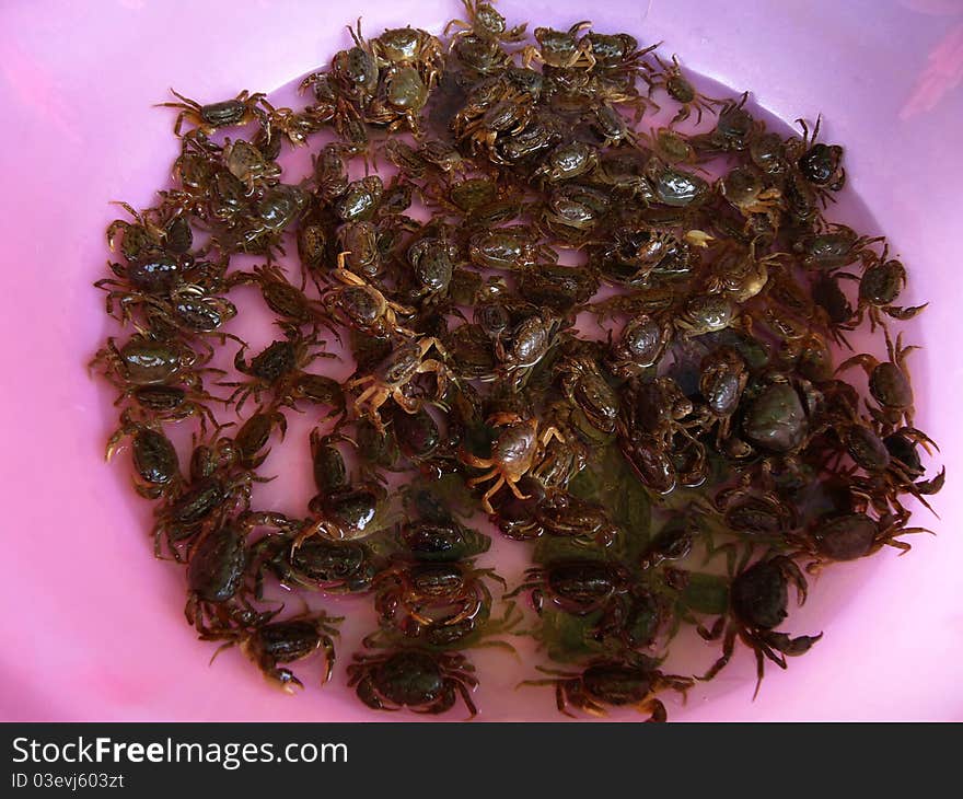 Crabs in a pink bucket, sold on a local Chinese market for cooking. Crabs in a pink bucket, sold on a local Chinese market for cooking.