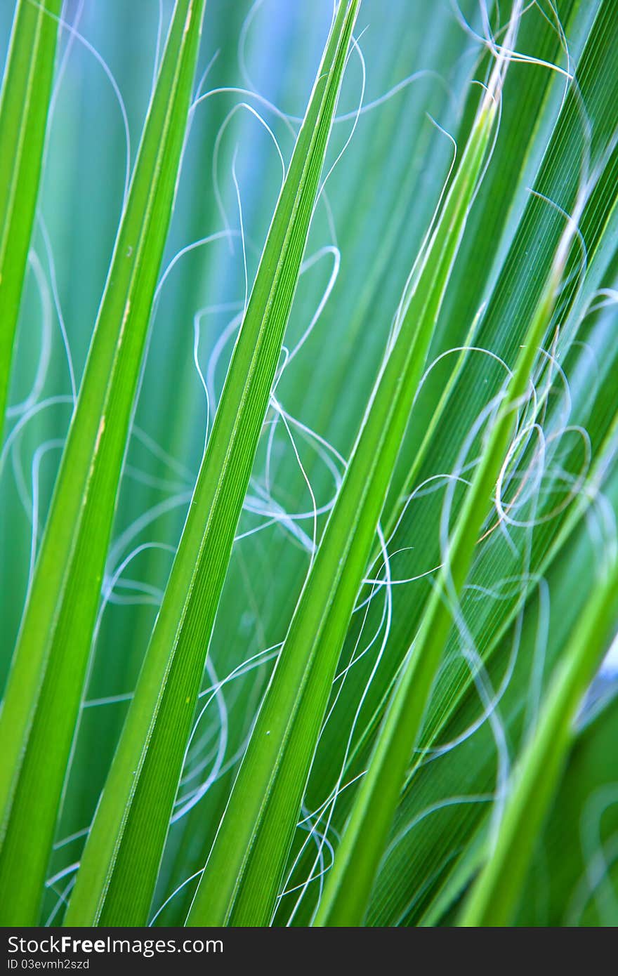 Green leaves of a palm tree 2 numbers