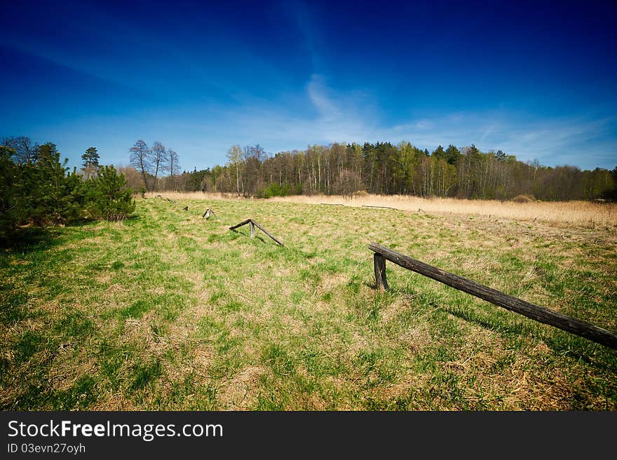 Green forest panorama