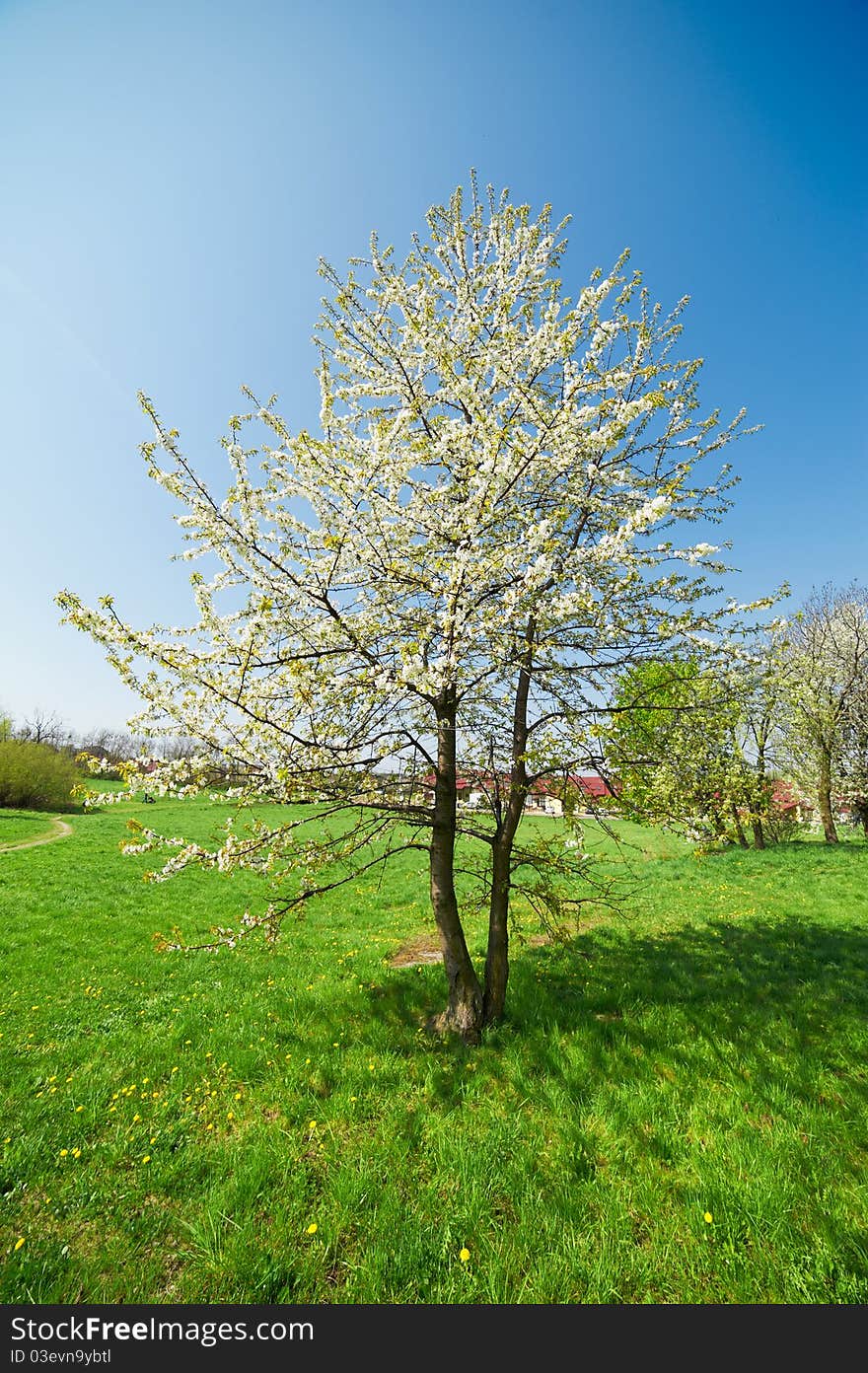 Flowers on wild cherry tree