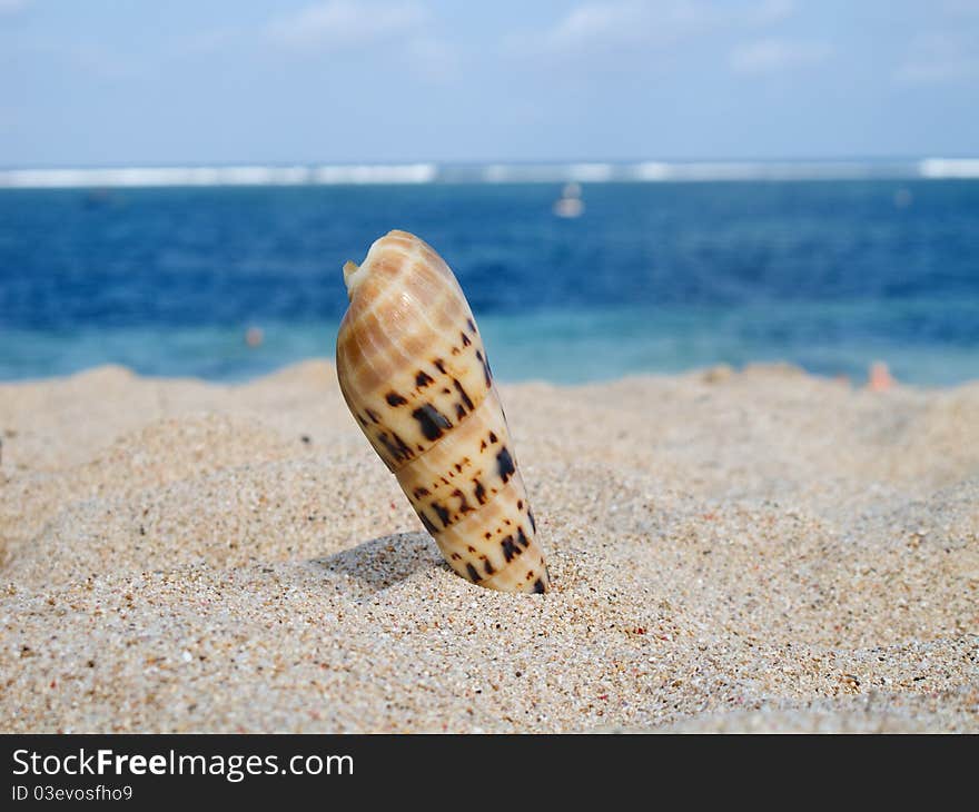 Sea shell