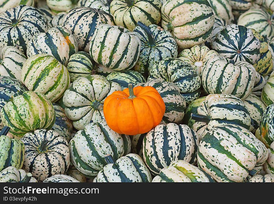 Colorful pumpkins collection on the autumn market