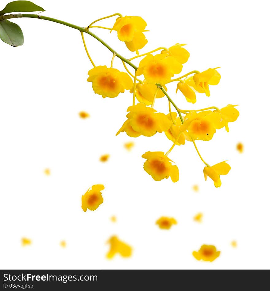 Yellow orchids isolated on white background