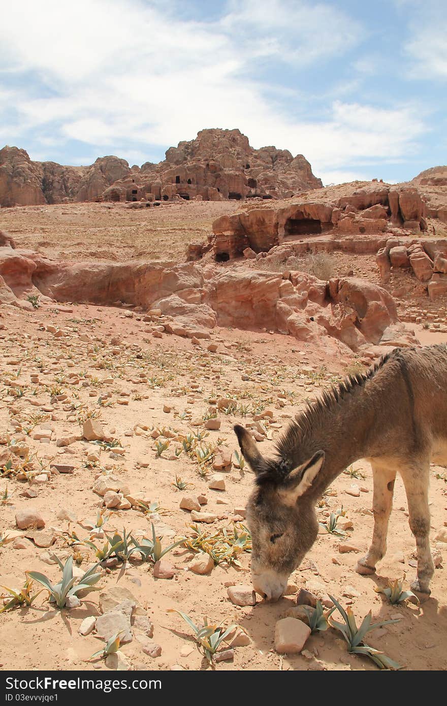 Petra