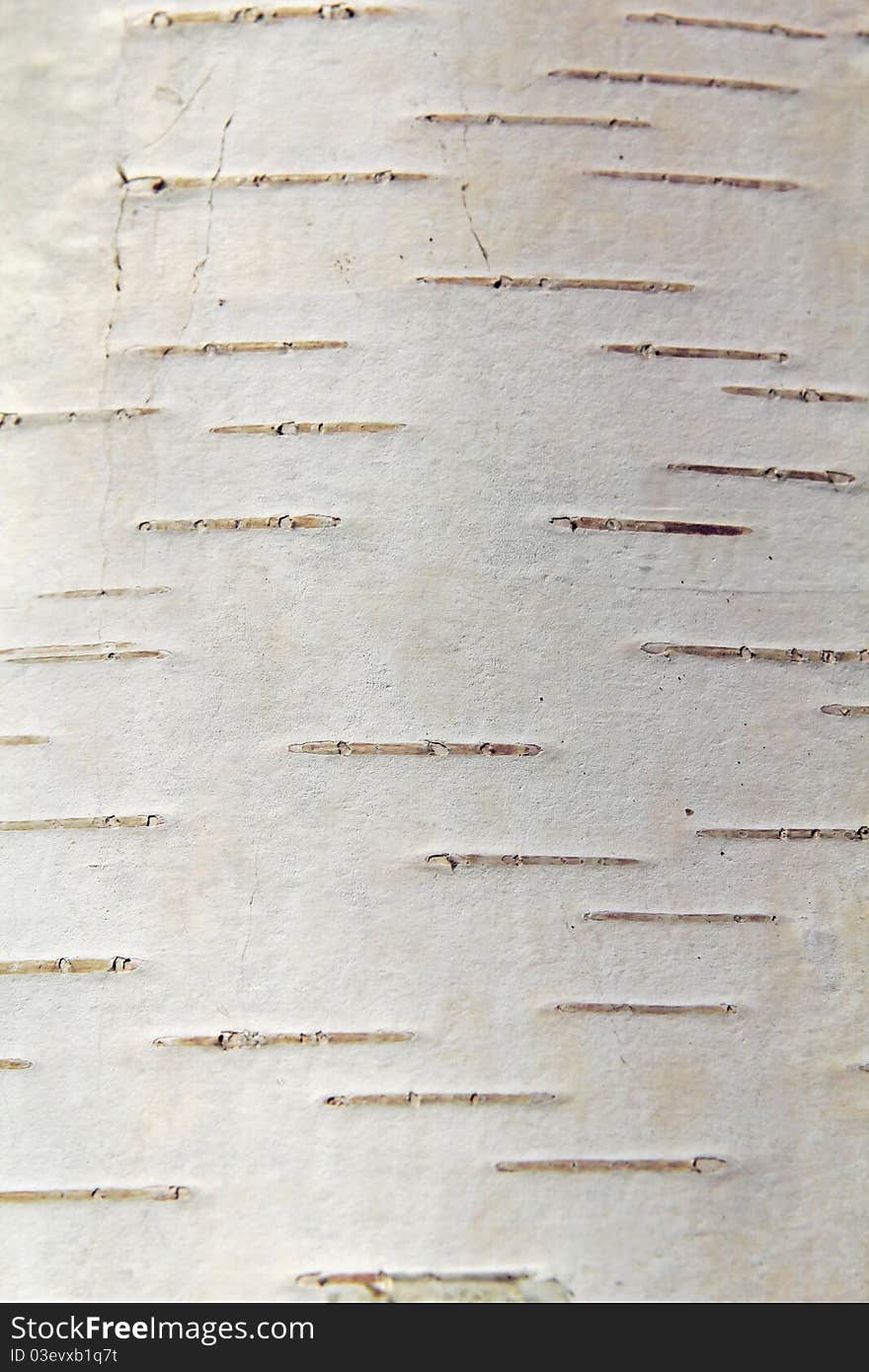 Birch Bark, A Russian Forest, Spring.