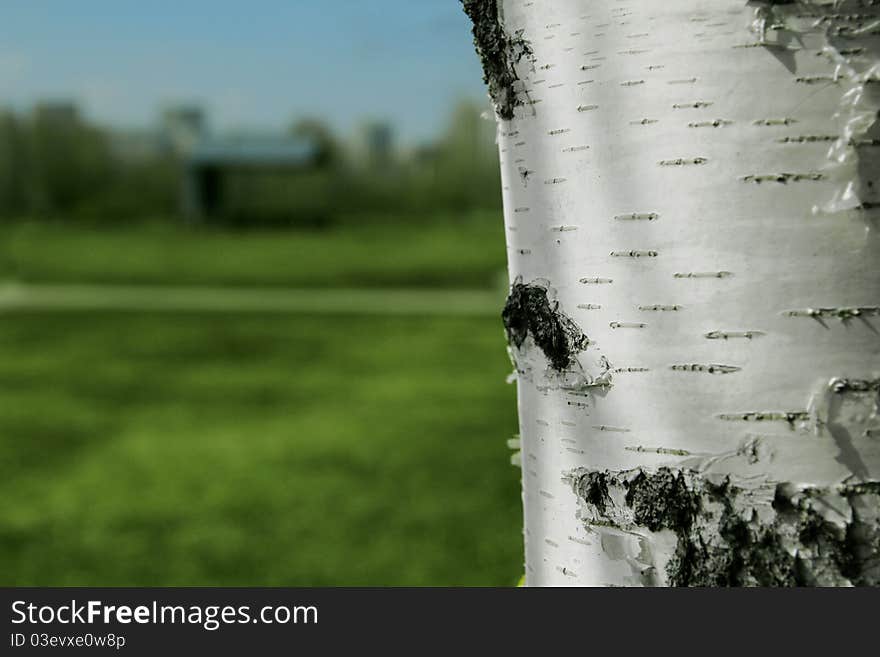 Birch bark, a Russian forest, spring.