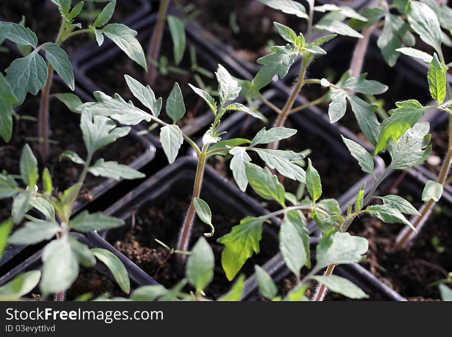 Containers of tomato seedings, young plants