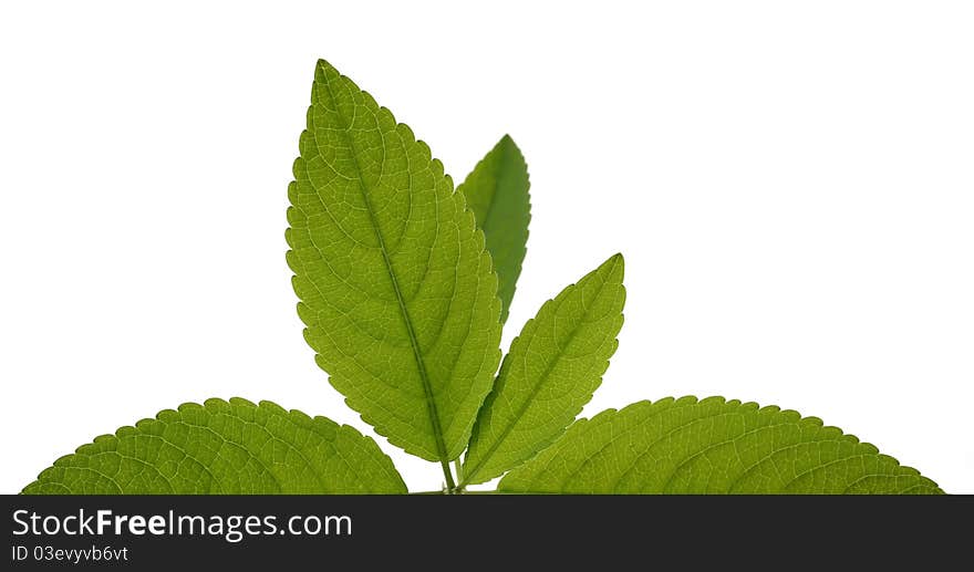 Young leaves isolated on white background