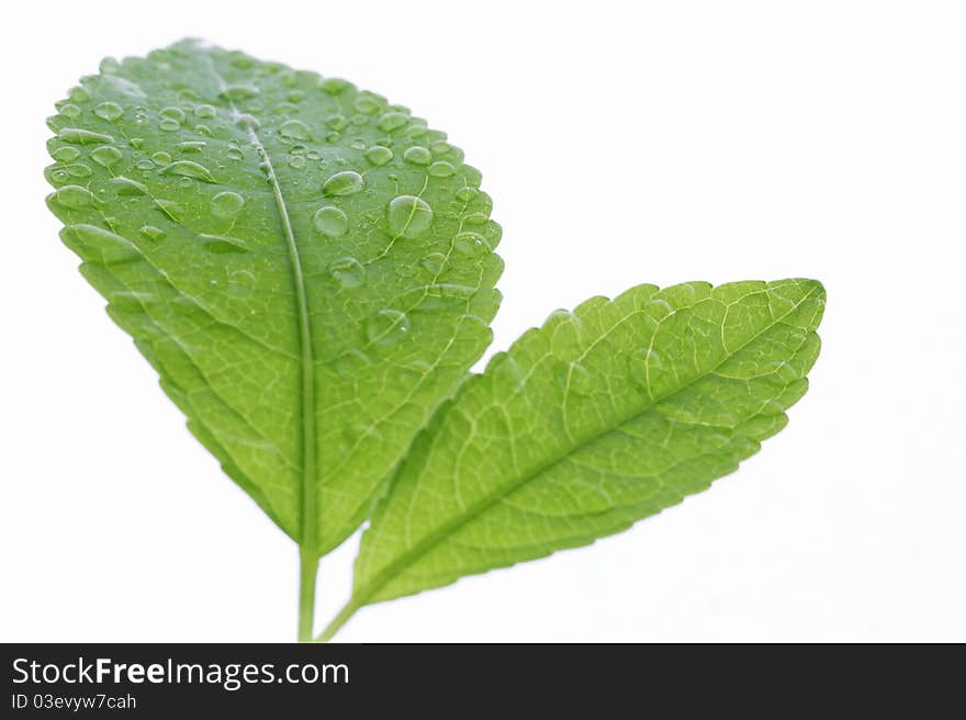 Young leaves isolated on white. Young leaves isolated on white