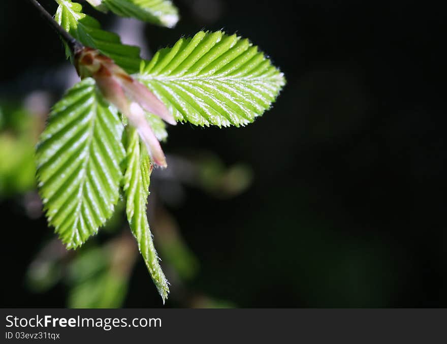 Fresh green spring beech tree leaves