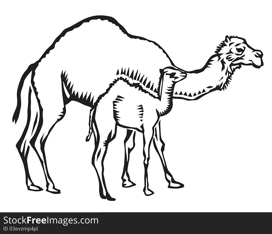 Vector illustration of two camels, a mother and child, walking. Vector illustration of two camels, a mother and child, walking