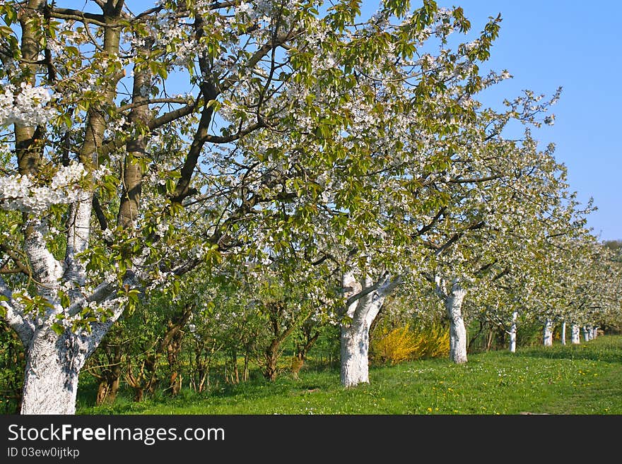 Spring trees in blossom, Bavaria, Germany