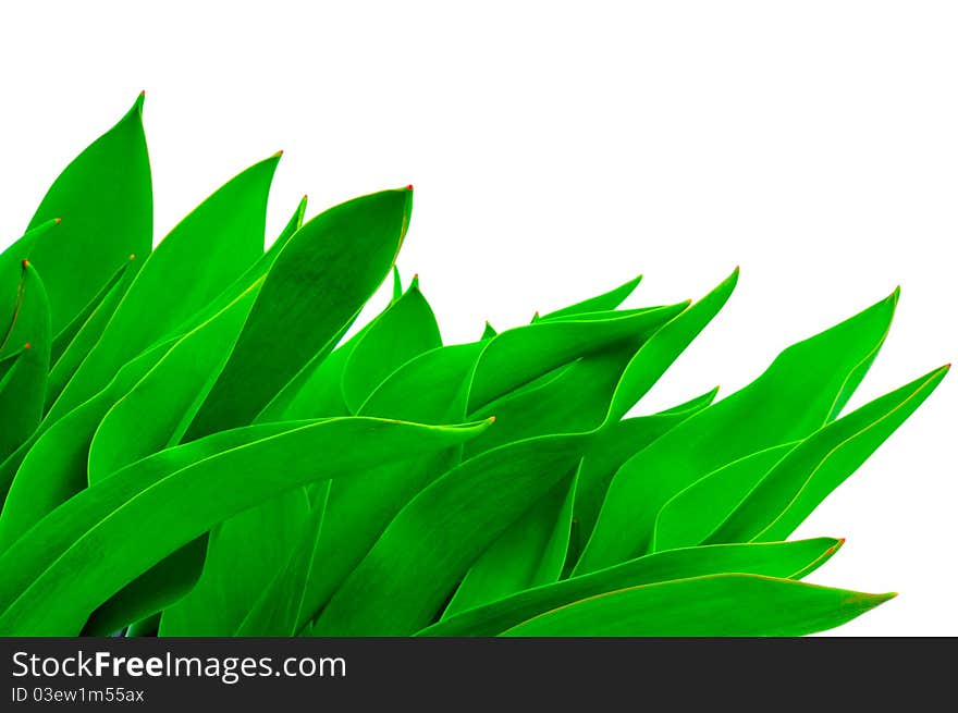 Leaves on a white background. Leaves on a white background.