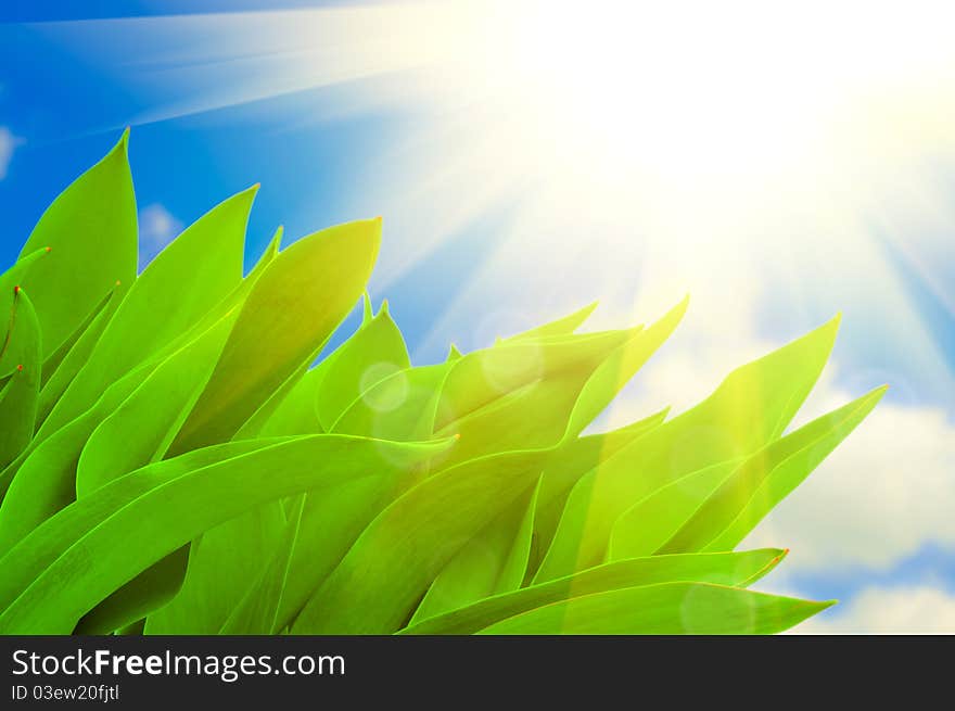 Green Leaves In A Sunny Day