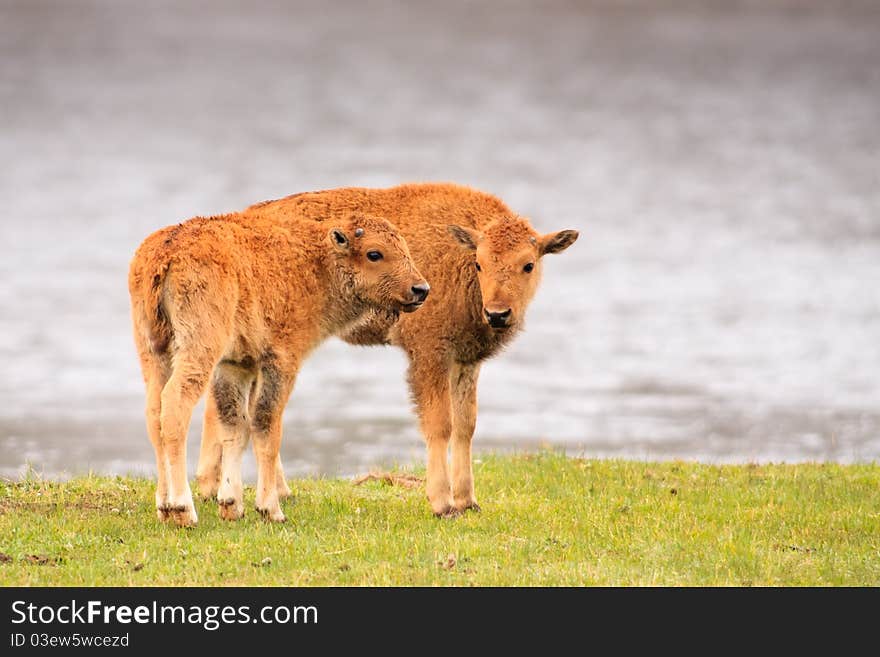 Bison Calves