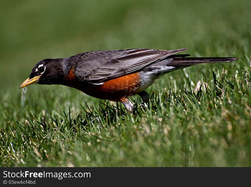 An American Robin hunting for food. An American Robin hunting for food.