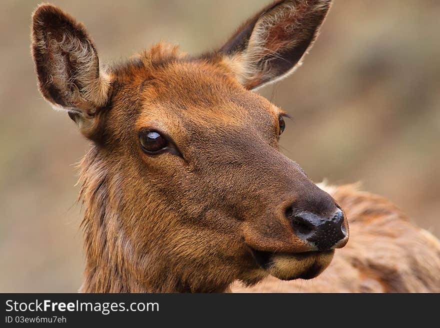 Close up portrait of a cow elk, Yellowstone National Park. Close up portrait of a cow elk, Yellowstone National Park.