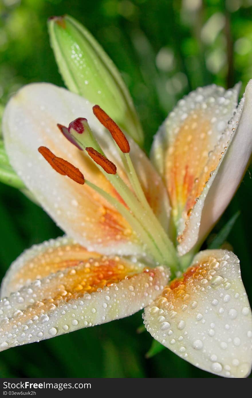 White and orange lilly