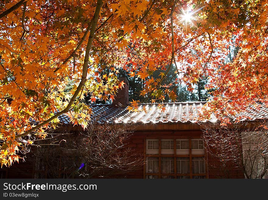 Maple tree with orange maple leaves on the taiwan. Maple tree with orange maple leaves on the taiwan.