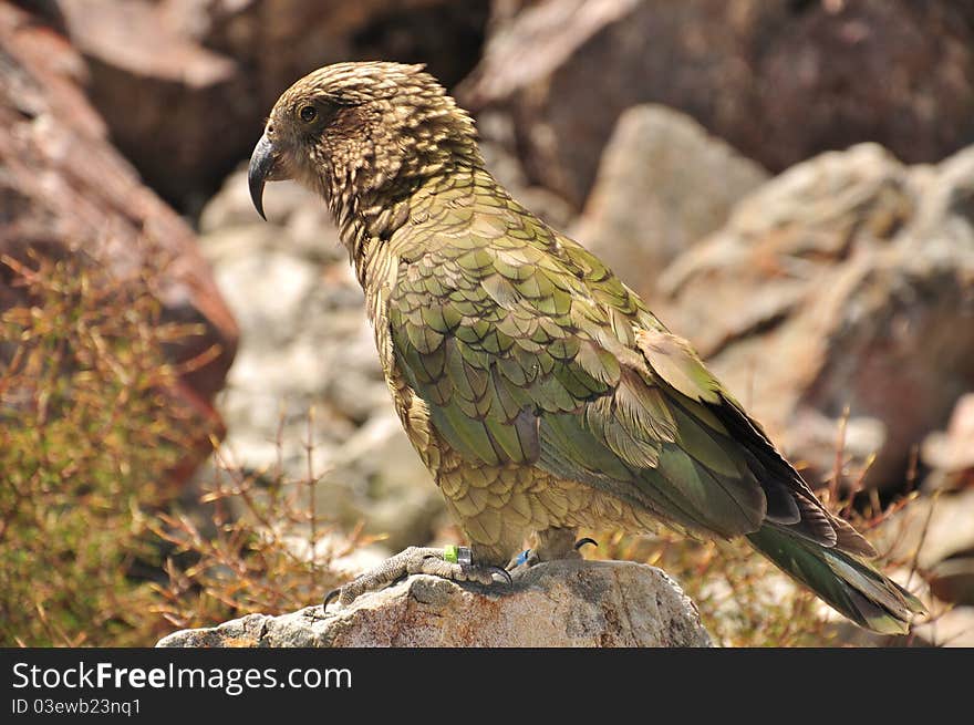 Kea, New Zealand. The only Alpine parrot in the world. Photo taken near Otira Highway, Arthur's Pass National Park