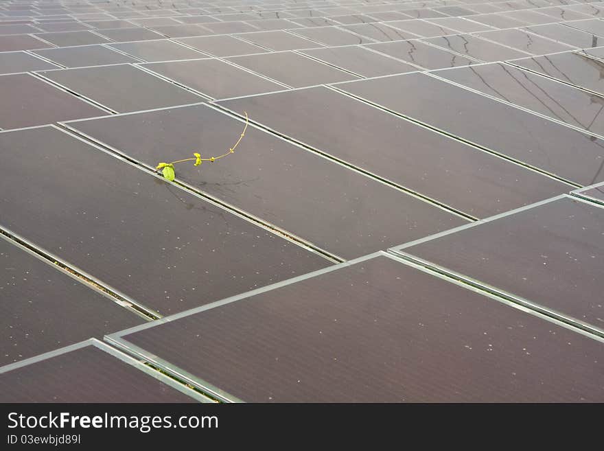 Solar Cells Farm, Thailand