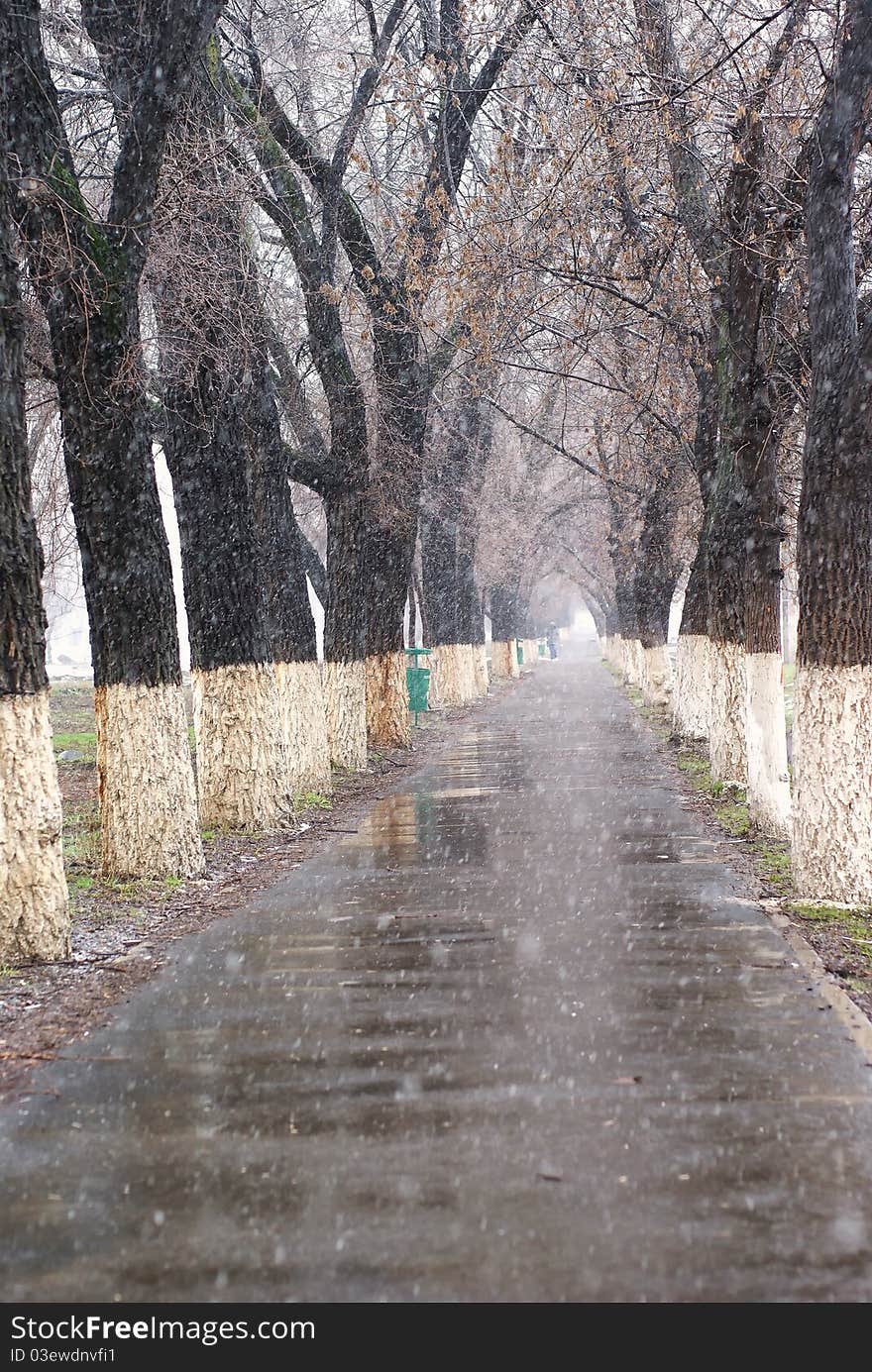 Spring snow in the alley.