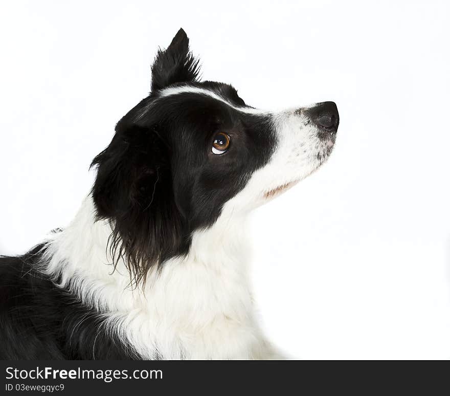 Border Collie Waiting for Command Close up.