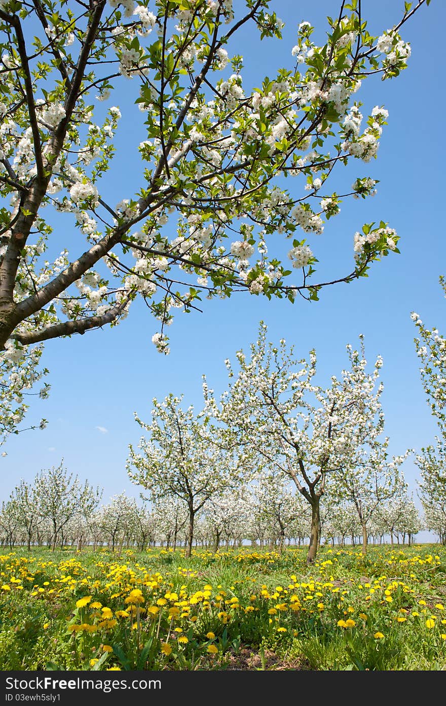 Blossoming apple orchard in spring. Blossoming apple orchard in spring