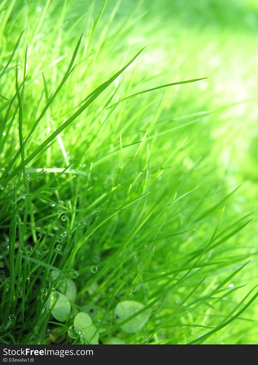 Grass & dew, macro foto nature.