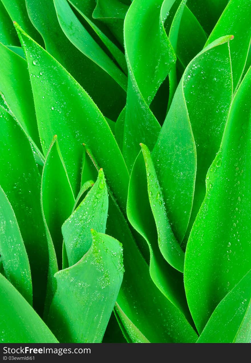 Leaves on a white background. Leaves on a white background.