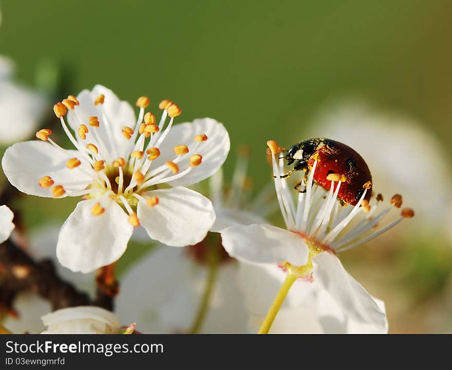 Spring mood with colors and ladybug