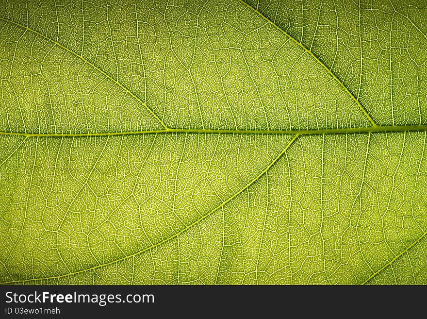 The Texture of A Tropical Green Leaf