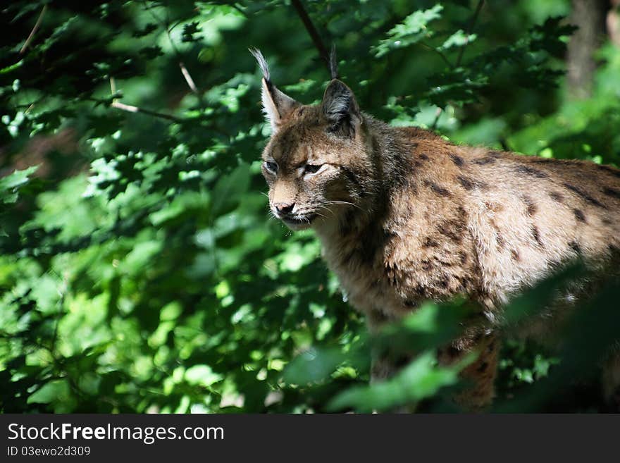 Eurasian  Lynx