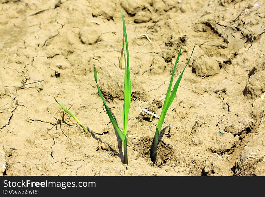 Small sugar cane. Growing in Sugarcane.