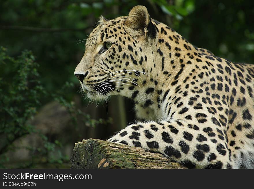 Persian leopard