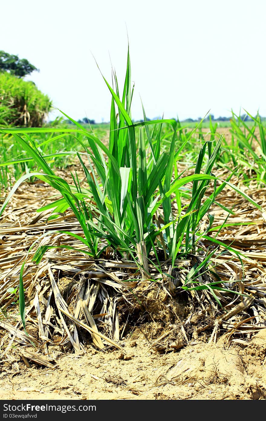 Sugar cane leaves and stems of sugarcane in tropical Thailand