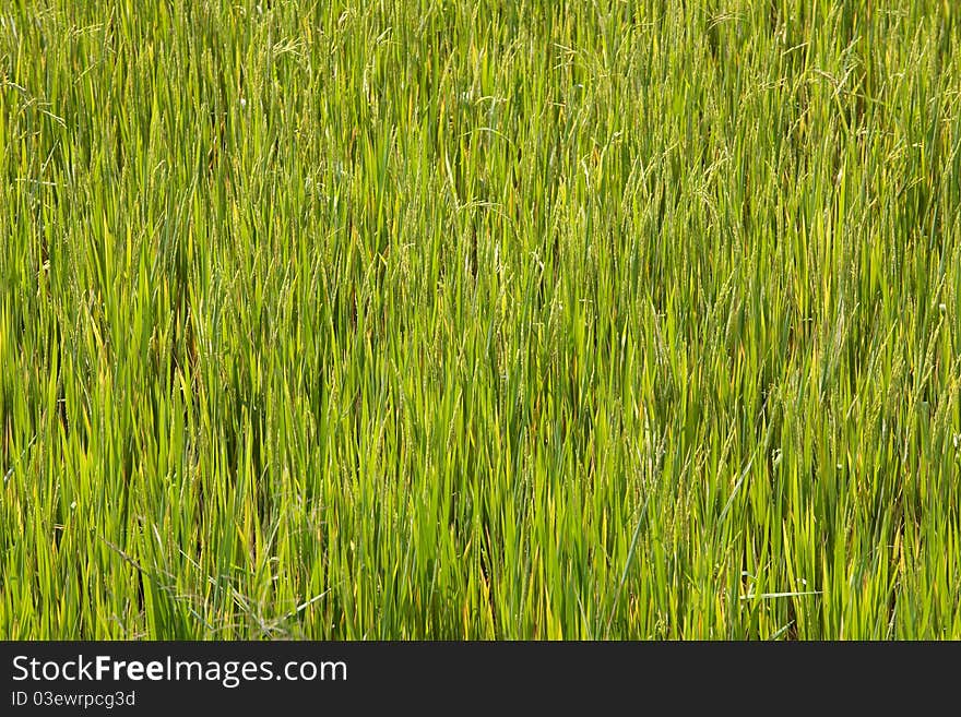 Paddy Field