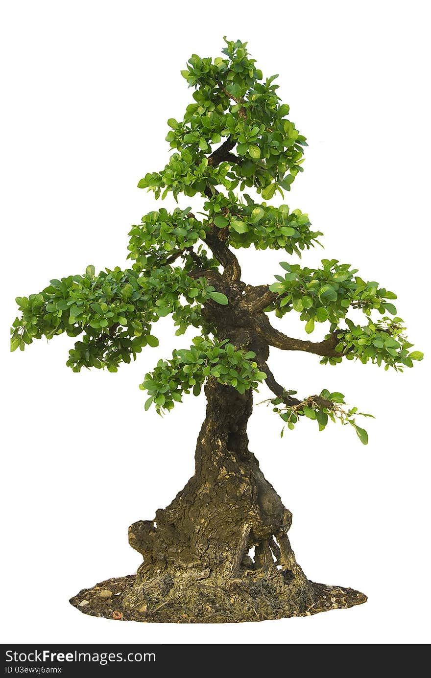 Isolated Fig Tree bonsai