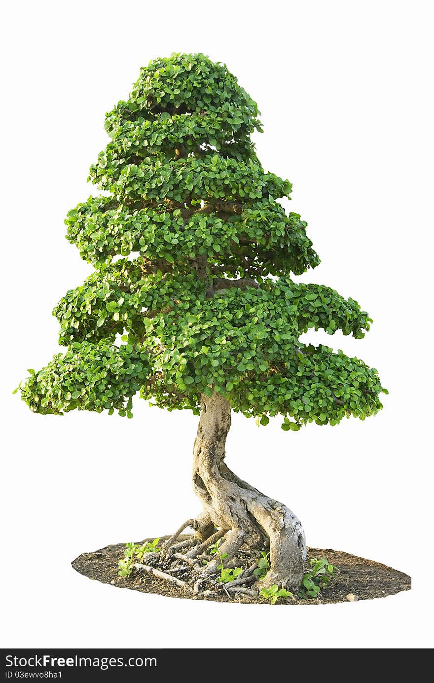 Ornamental garden plant, but cut the quantity providing Fortune Every bungalow comes in the form of bonsai. Separated from the white background. Ornamental garden plant, but cut the quantity providing Fortune Every bungalow comes in the form of bonsai. Separated from the white background