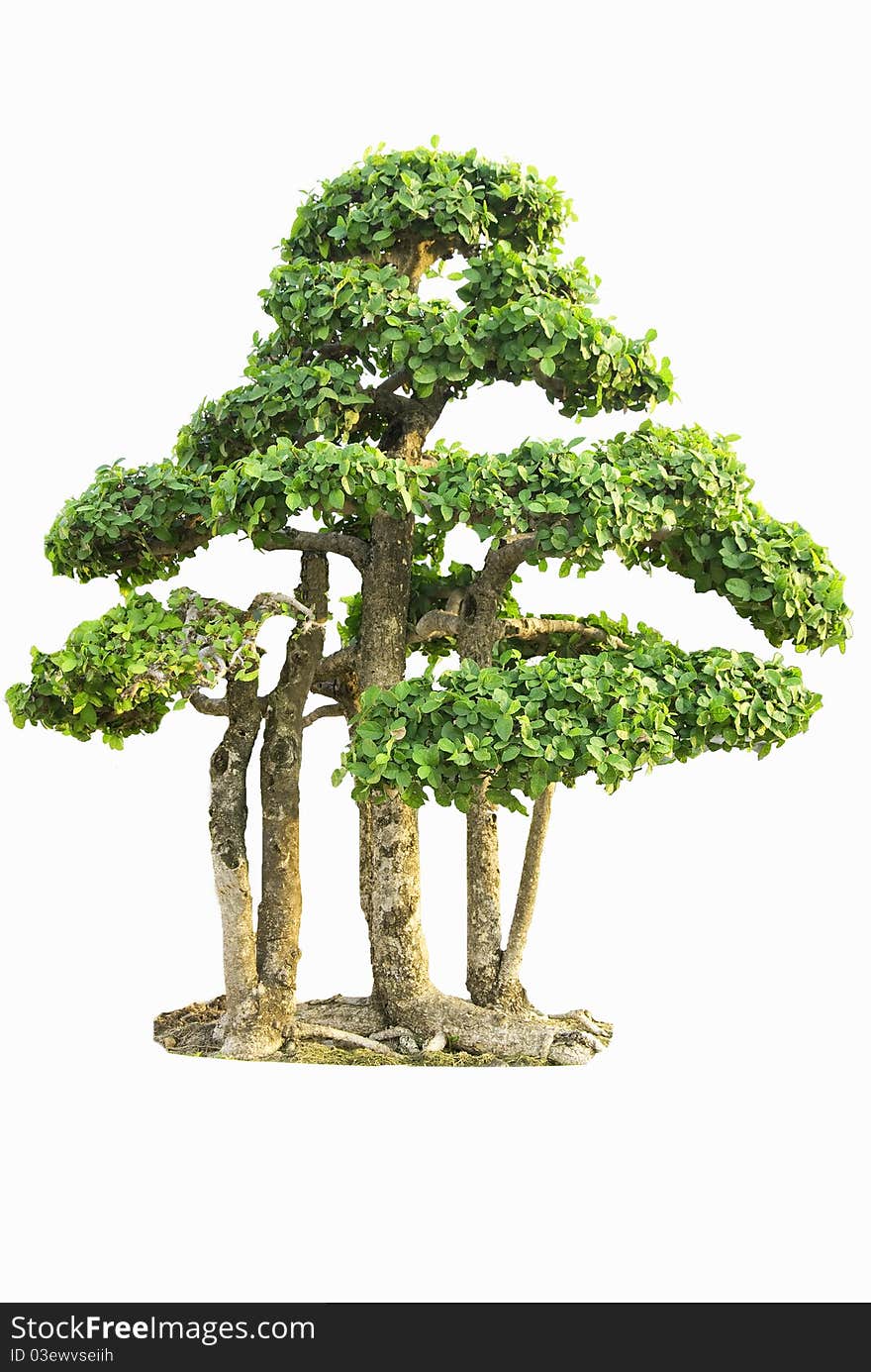 Isolated Fig Tree bonsai