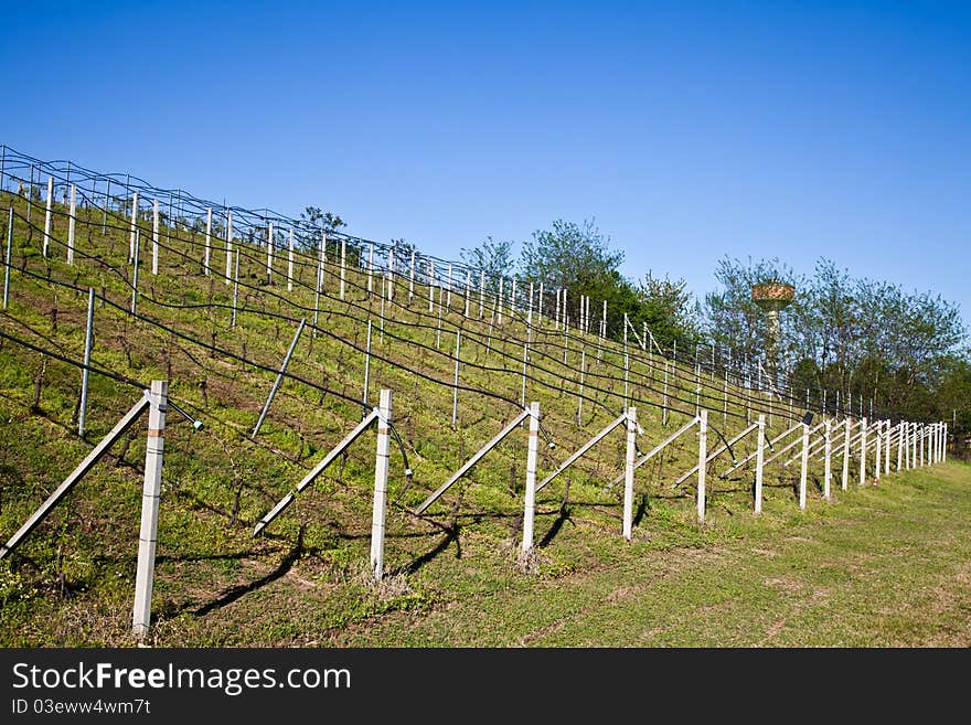 Vineyard with a drip irrigation system running along the top of the vines. Vineyard with a drip irrigation system running along the top of the vines