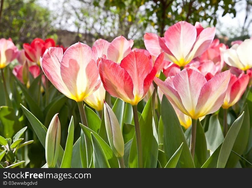 Sunny day: beautiful tulips in a private Italian garden