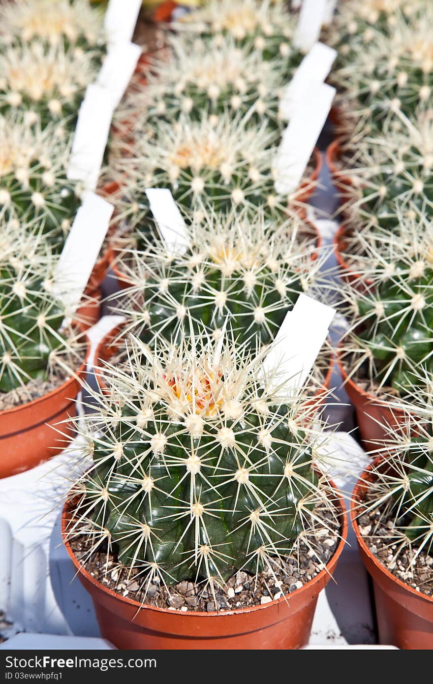 Small cactus plants in a market during a sunny day