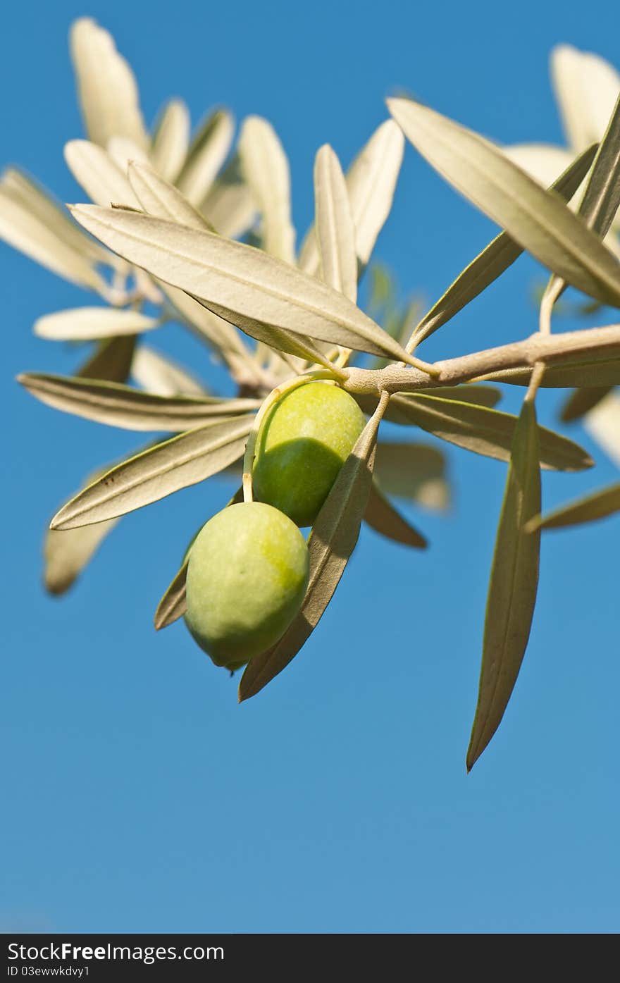 Olives on a branch