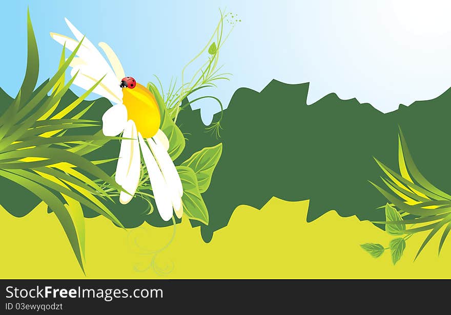 Chamomile and ladybird among grass. Banner. Illustration