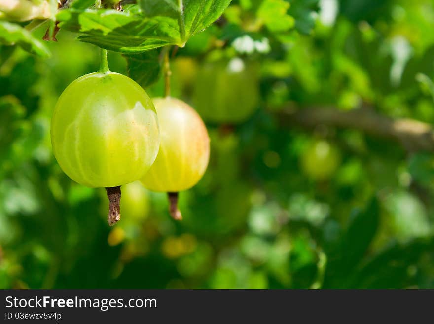 Green Gooseberries On Branch