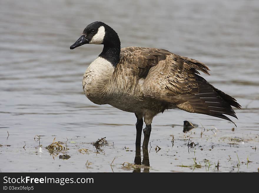 Canadian Goose sunning itself on the waters edge.