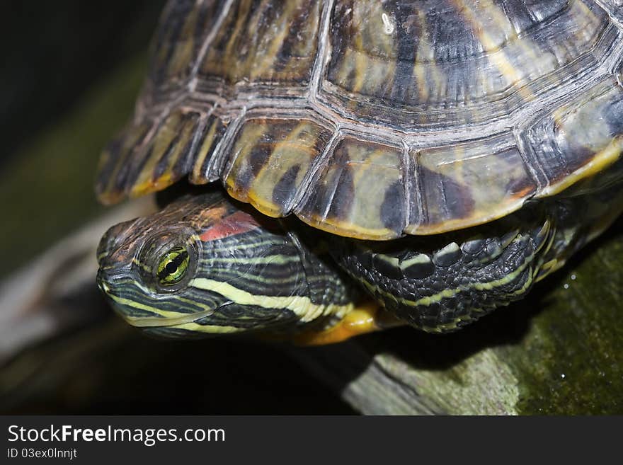 Profile of a Painted Turtle relaxing on a stone.