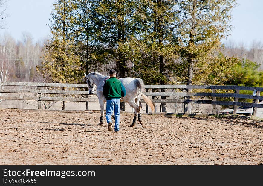 Trainer working with a horse on long lines. Trainer working with a horse on long lines